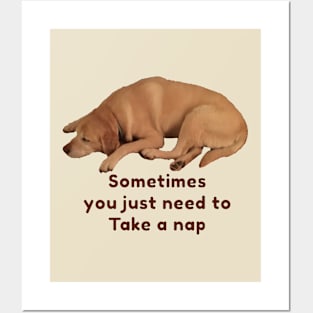 Take A Nap (dog) Posters and Art